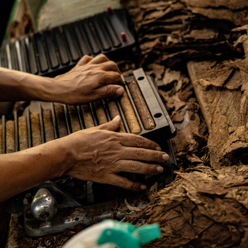 Hand-Placing Cigar Binder into Mold - Aurea Montana Reserva's Precision Shaping Process 奥瑞山谷雪茄手工塑形：卷制初胚放入模具的精准定型工序