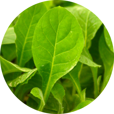 Premium Tobacco Leaf Display - Aurea Montana Reserva's Selected Dominican Leaves 奥瑞山谷雪茄精选原料：多米尼加优质烟叶展示