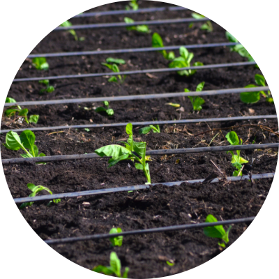 Tobacco Plant Close-Up - Growing Process of Aurea Montana Reserva's Dominican Leaves 奥瑞山谷雪茄原料种植：多米尼加烟叶生长特写