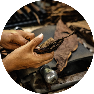Handcrafted Tobacco Processing - Aurea Montana Reserva's Artisanal Leaf Sorting 奥瑞山谷雪茄手工工艺：烟叶分拣处理现场